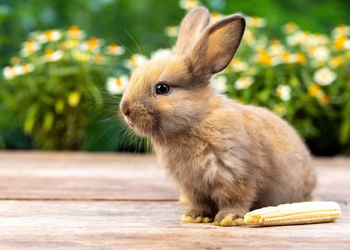 Cute Rabbit