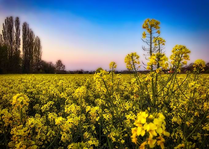 a vibrant yellow rapeseed