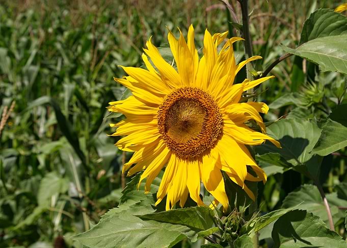 Sunflower 02
