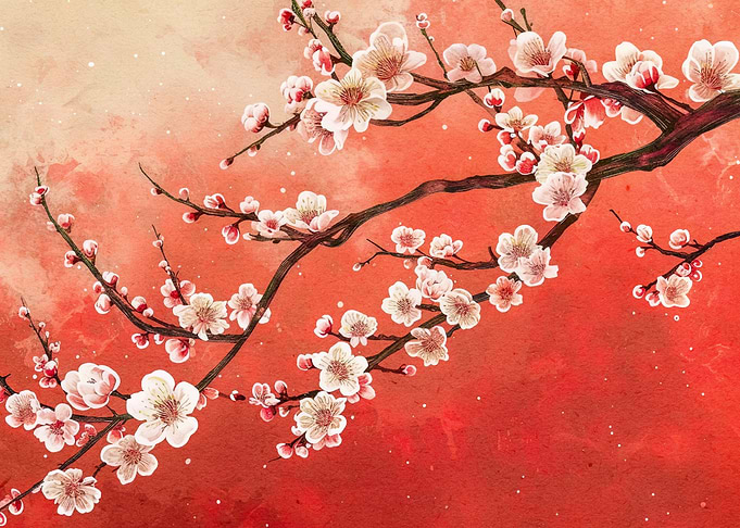 cherry blossom japan