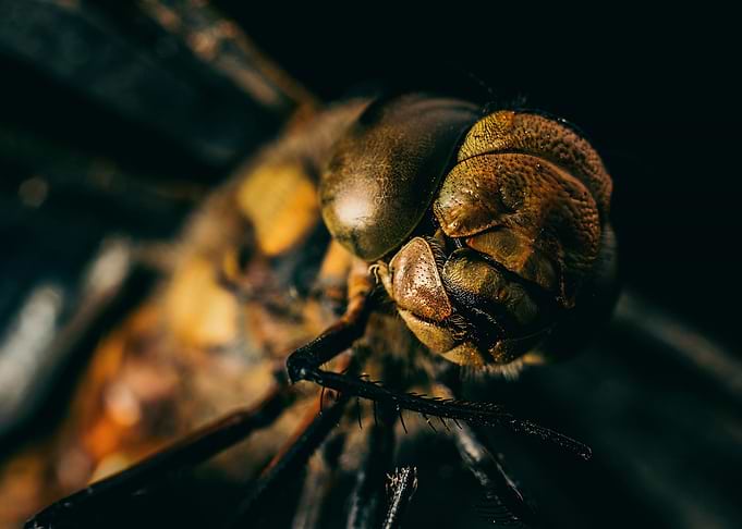 photo of dragonfly