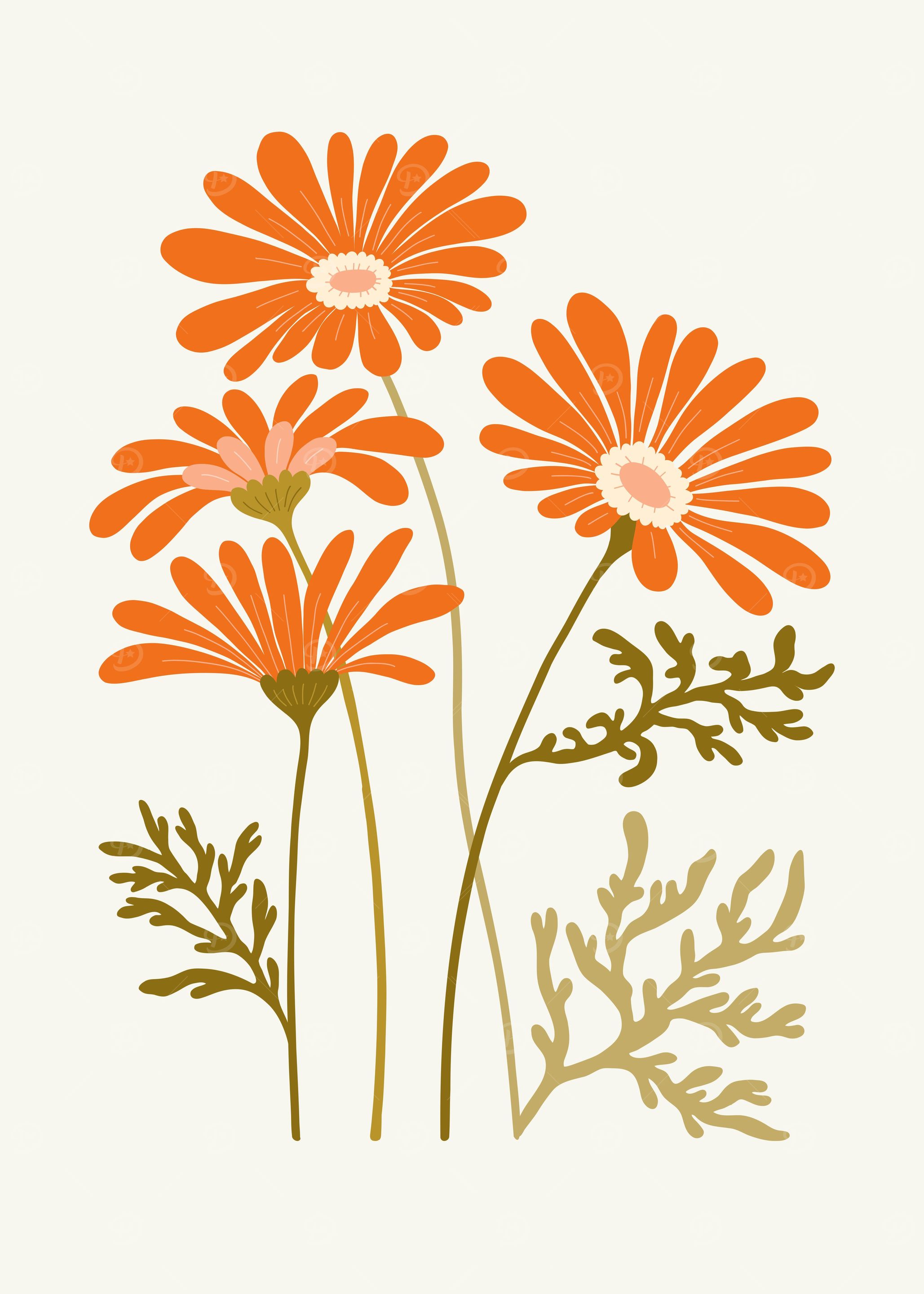 Orange Daisies with stem