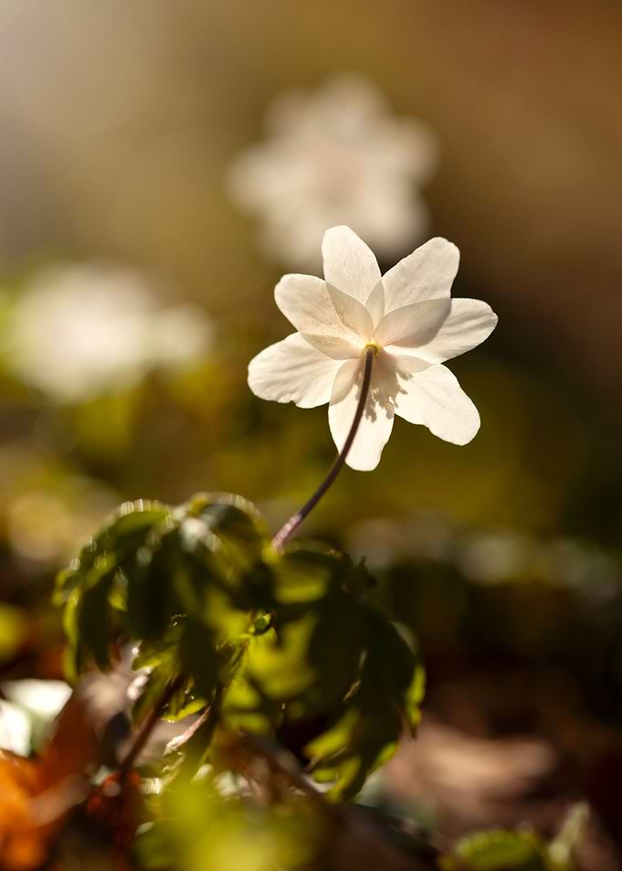 Spring flower