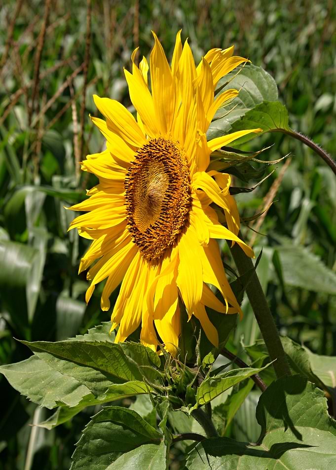 Sunflower 01
