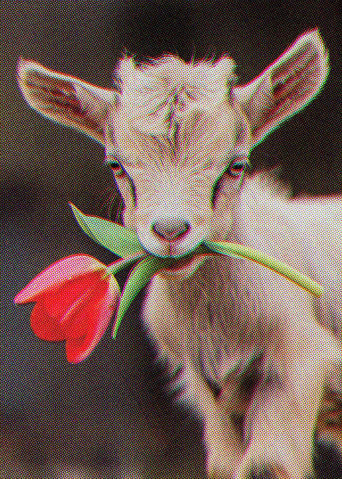 Cute Goat