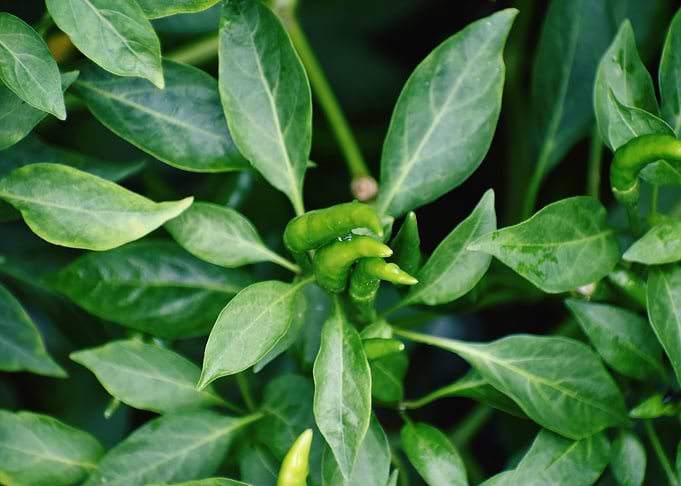 Green chilie Test of Life