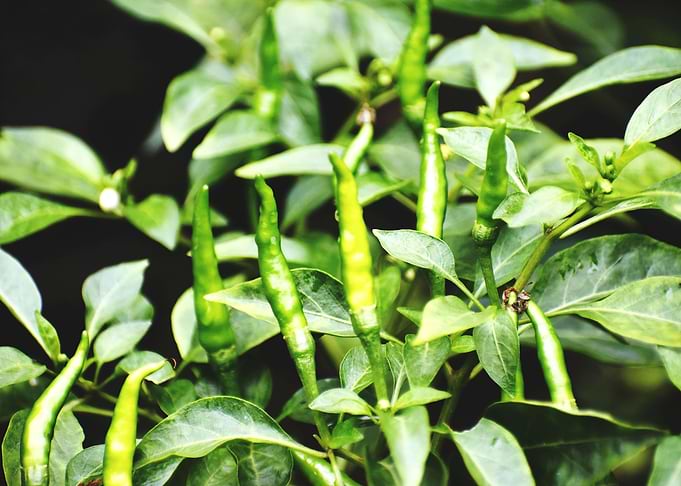 Green chilie Test of Life