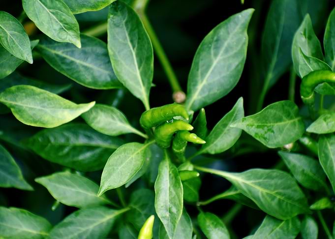 Green chilie Test of Life