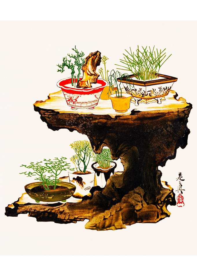 Bonsai Trees