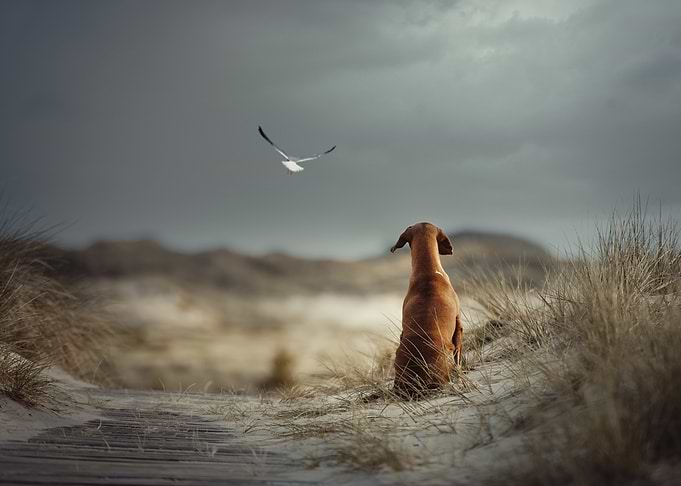 FREEDOM