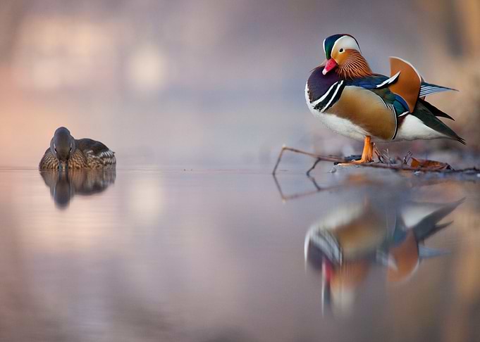 Mandarin duck