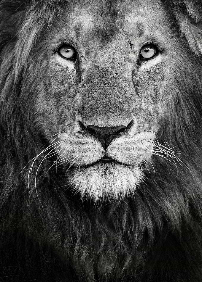 Royal portrait