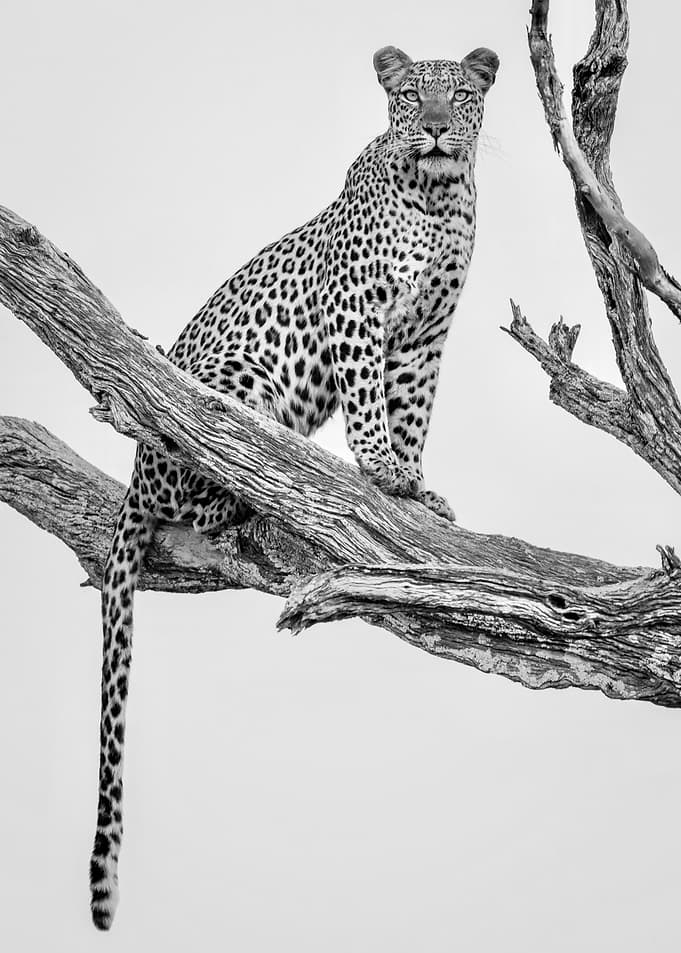 Leopard Portrait Mono Var