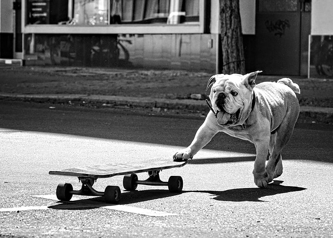 dogs want to have fun