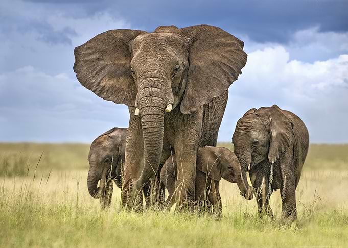 Elephant mom