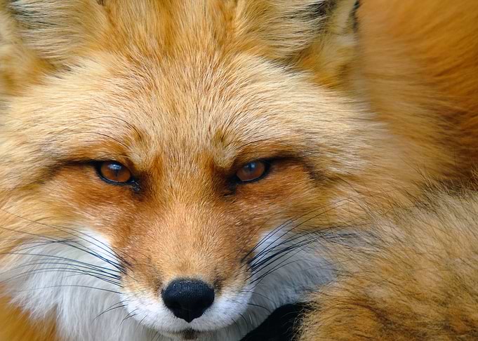 Foxy Lady