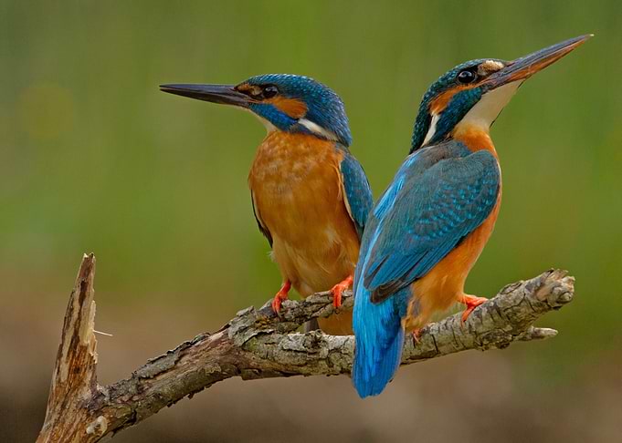 Kingfisher