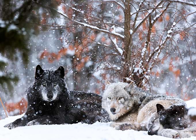 Family portrait