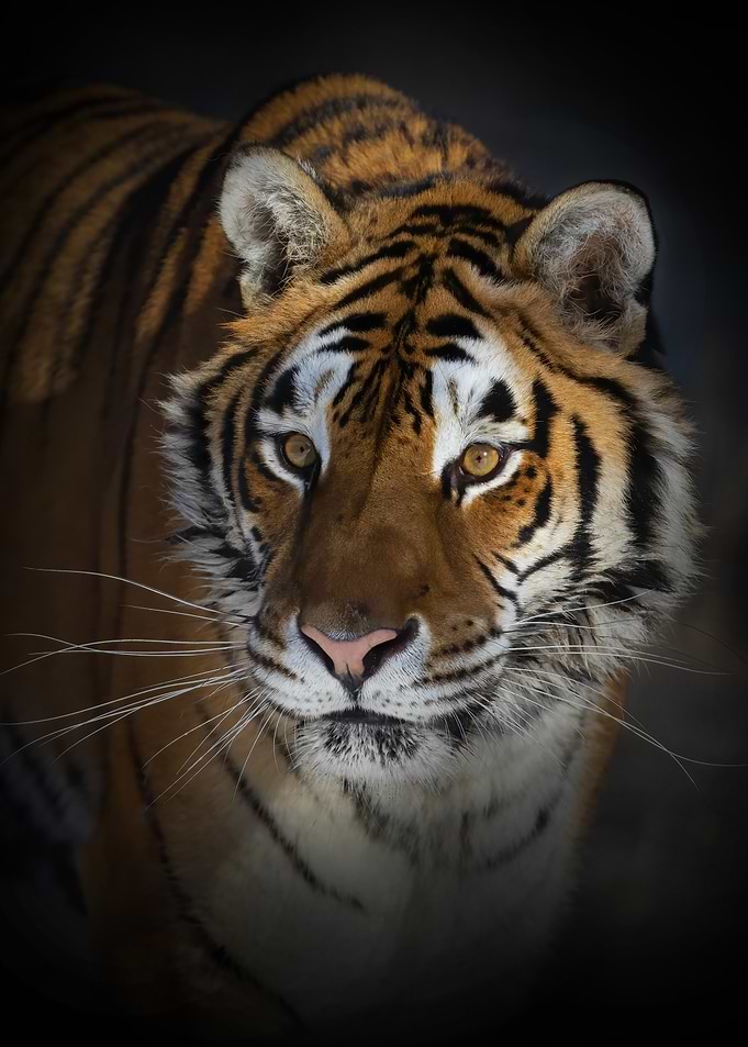 Siberian Tiger portrait