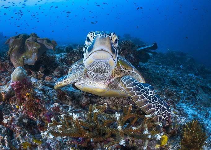 with a green turtle