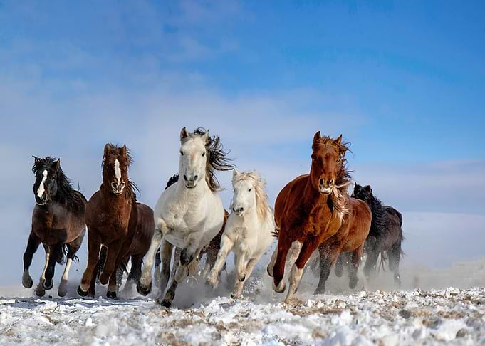 Mongolia Horses