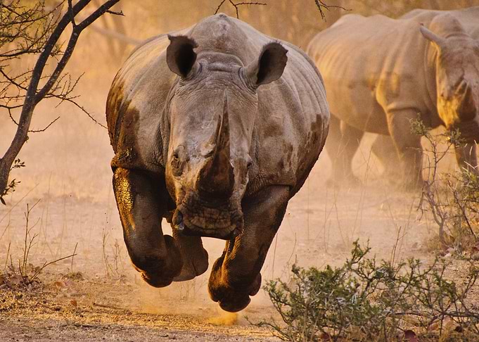 Rhino learning to fly