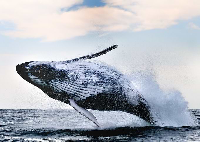 breach