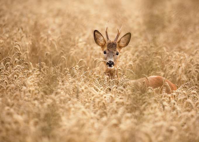 Deer in the field