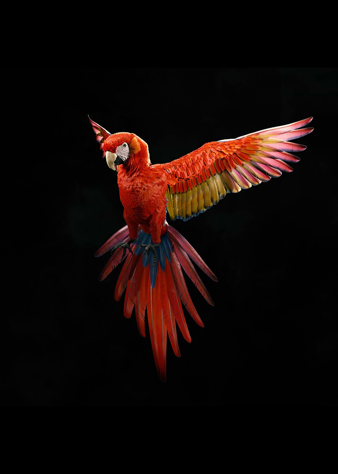 Feather I