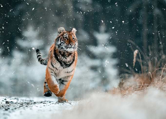The Siberian tiger