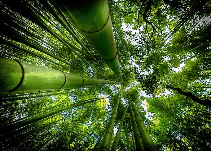 ARASHIYAMA