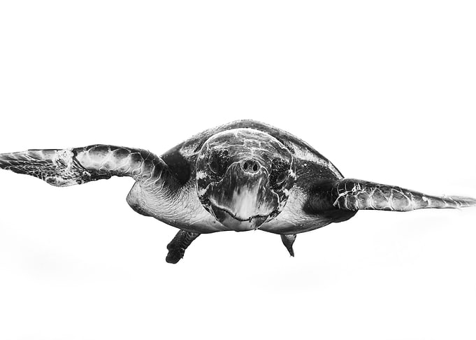 White and turtle