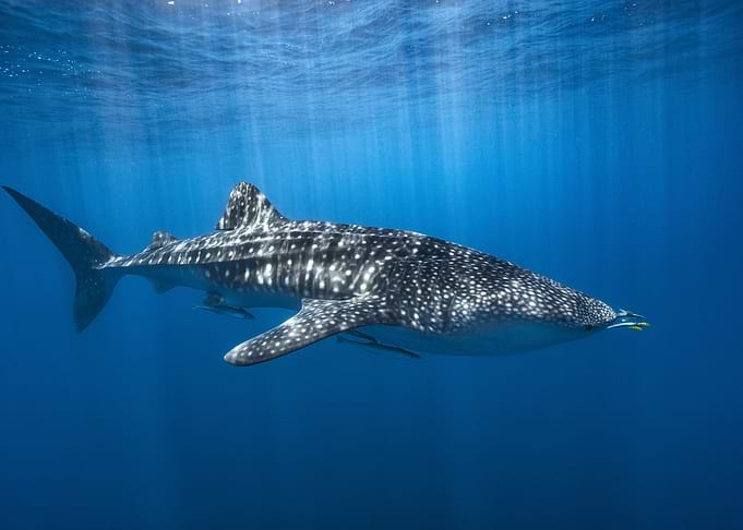 Whale shark in the blue