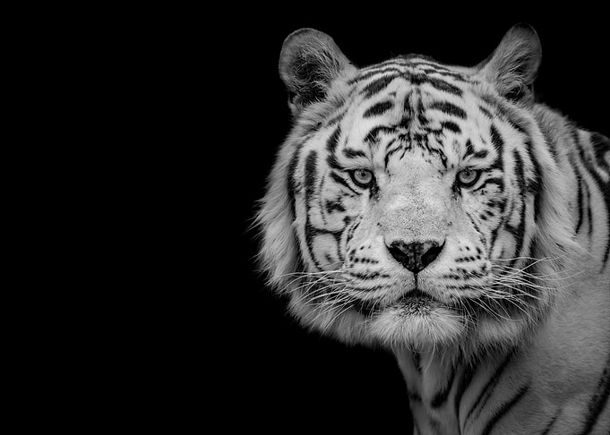 Bengal White Tiger