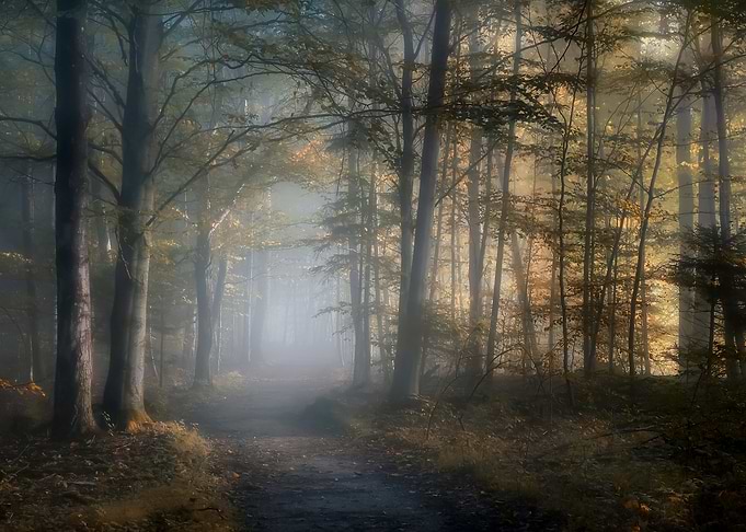autumn symphony