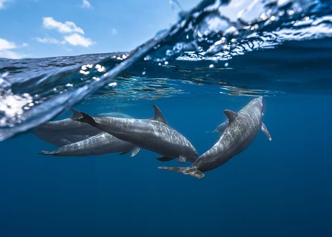 Dolphins