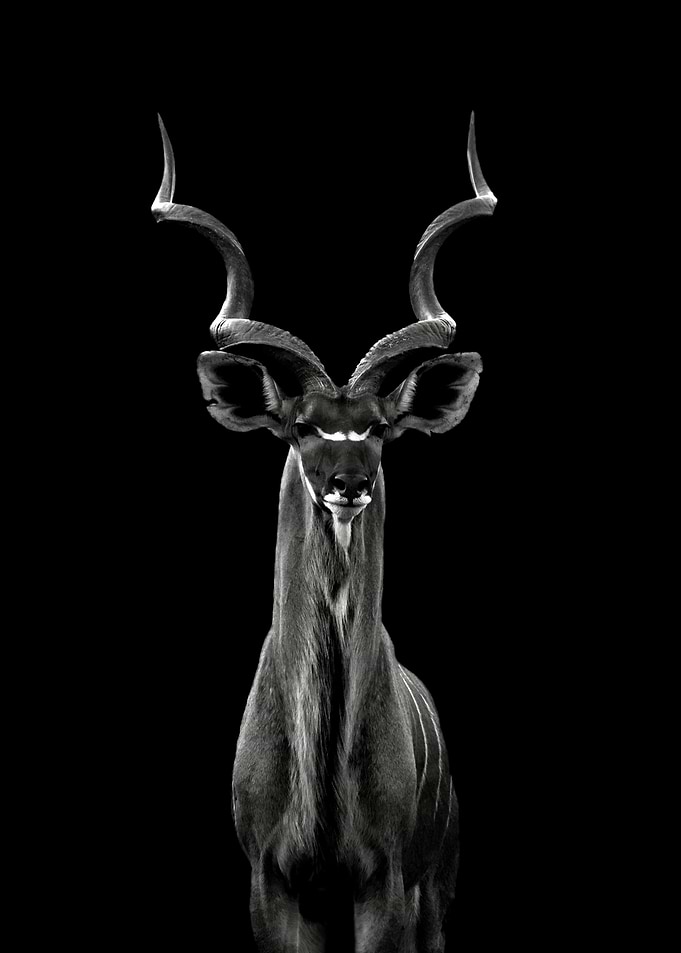 Greater Kudu