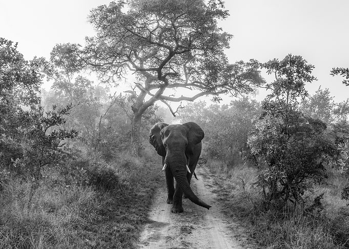 WALKING GIANT