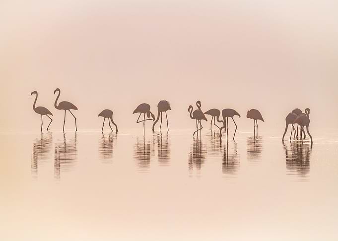 Flamingos in the mist