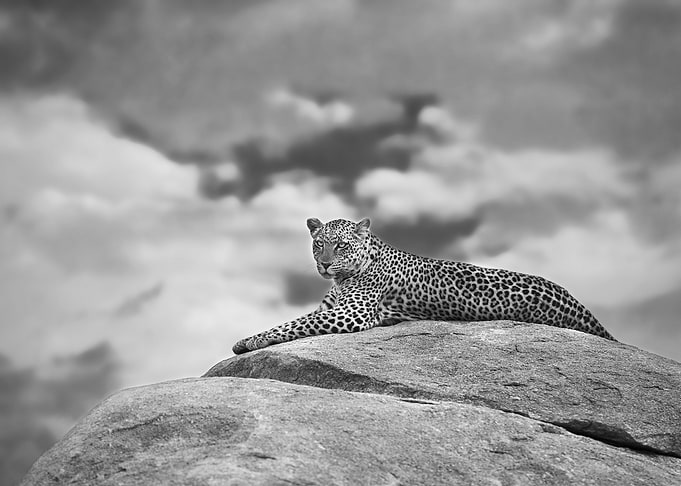 Leopard on a Kopje