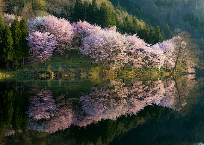 Sakura