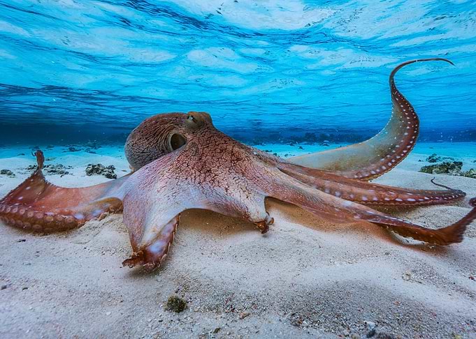 Octopus