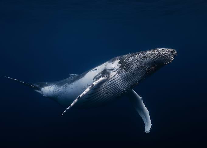 Humpback whale in blue
