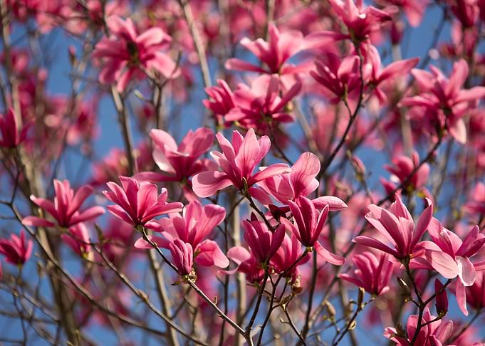 Magnolia flowers