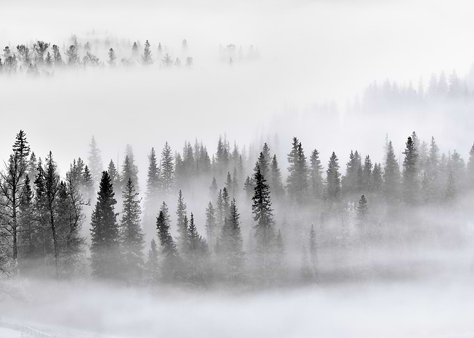 Foggy Forest