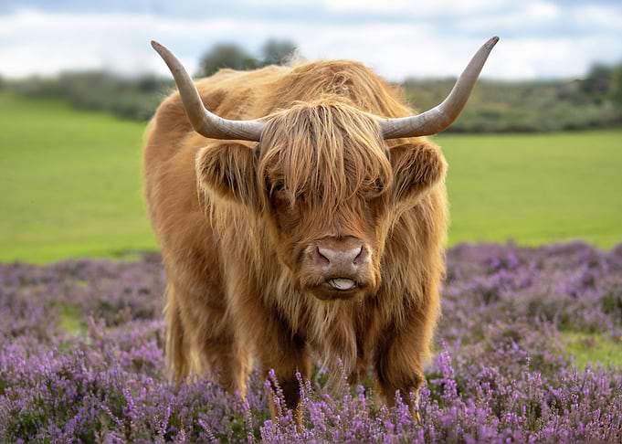 Highland