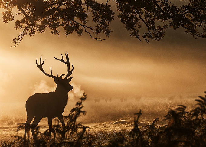 Red Deer Stag in the Mist