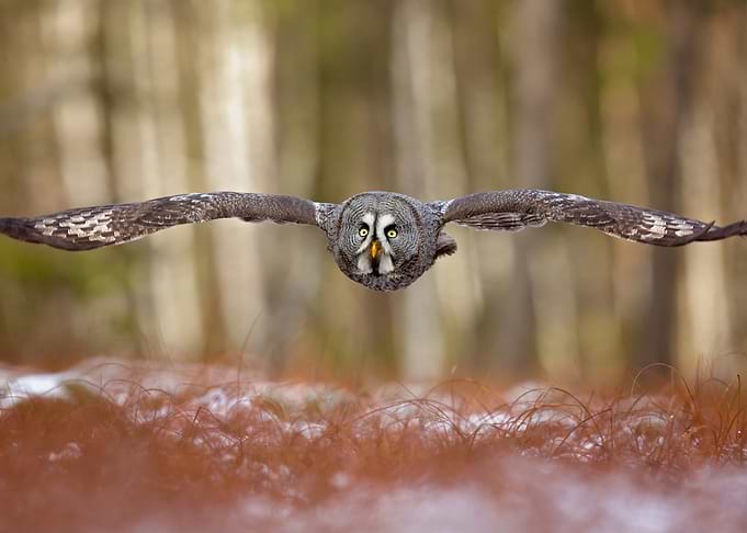 Great grey owl