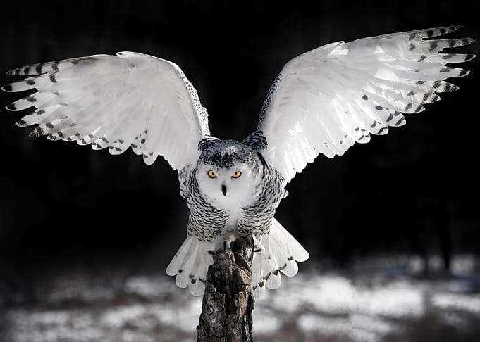 The Wings