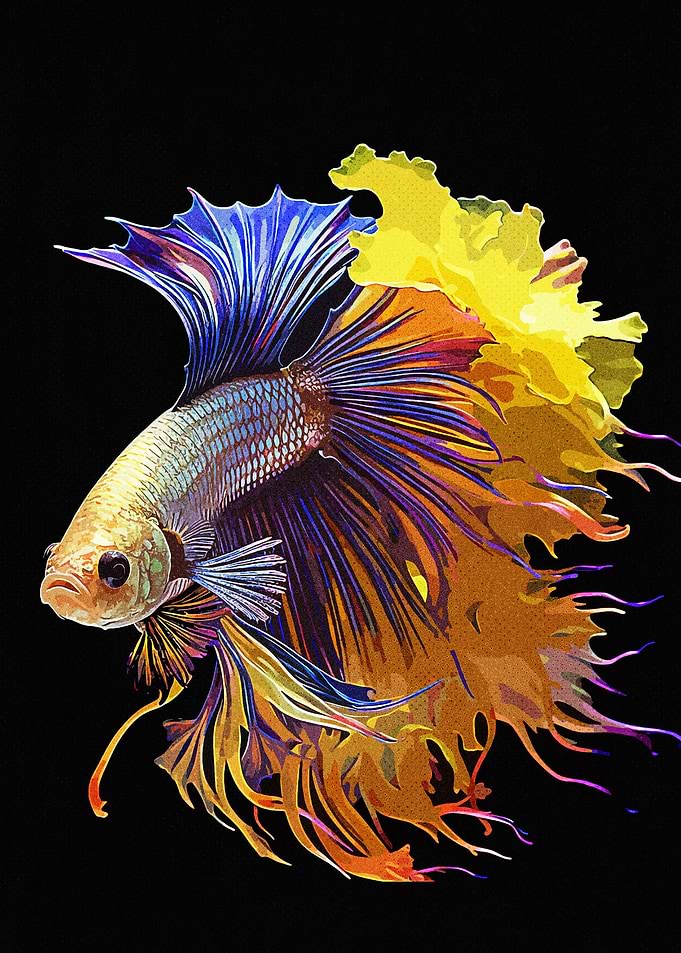 Siamese fighting fish